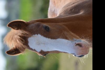 oking vibalis par king kong star d'&eacute;t&eacute;