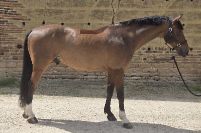 JERRY DE CHIVALLET