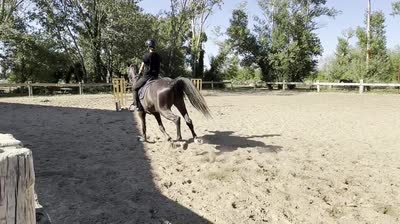 KAJMAN DU TER