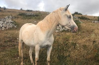 KAITANE D CAUSSE D'OR