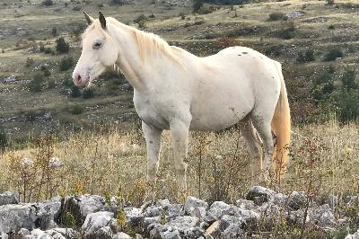 KAITANE D CAUSSE D'OR