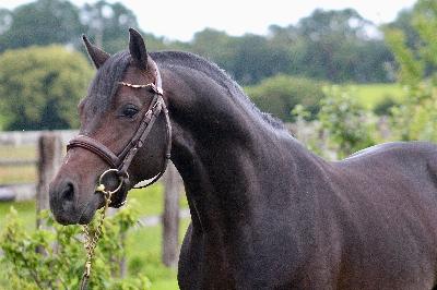 Kaiser Storm Alias