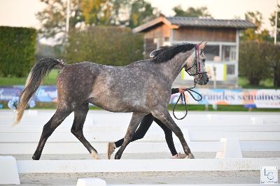 KALAWAN DE GASSIES AA