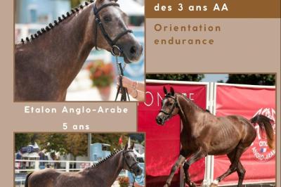 KALAWAN DE GASSIES AA