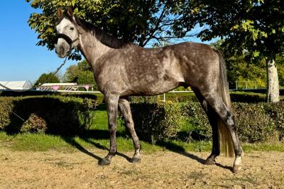 KALAWAN DE GASSIES AA