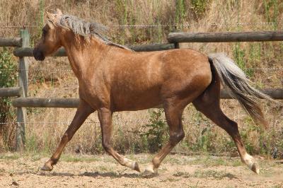 KALINOU DE L&#039;OUBLAN