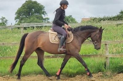 KAVALE DE L&#039;ISOP