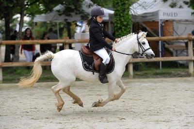 Peelzicht's Nena (Welsh Montain Pony)