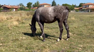 KARAT DE FARJONNIERE
