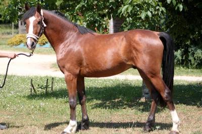 KOOPER STERLING PENA