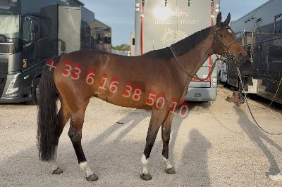 C KEOLA DE LA BRISE jument Z 5 ans