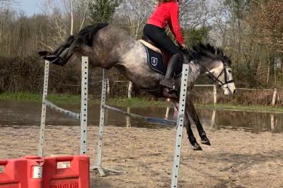 KNIGHT MOONLIGHT ILOA