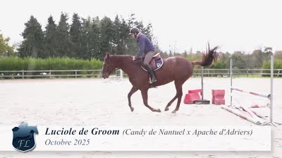 LUCIOLE DE GROOM