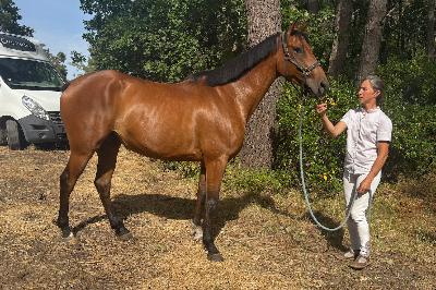 LANDECK D'ELPEGERE AA