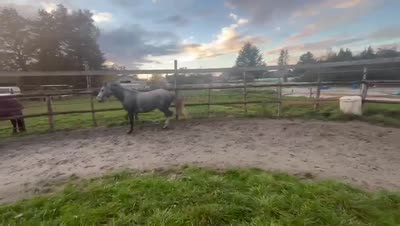 LOVELY QUEEN BELEBAT