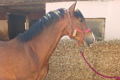 LITTLE STAR D'AZUR