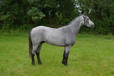 LOXLEY DU HAUT BREIL