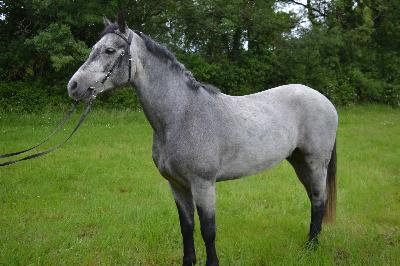 LOXLEY DU HAUT BREIL