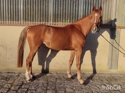 LORD LOCKSLEY BALLAIN