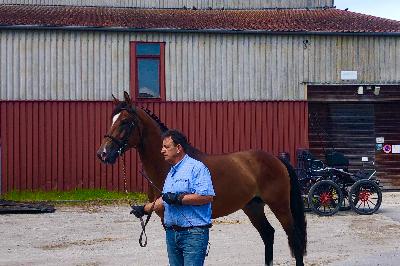 LE PRINCE DU GENELEY