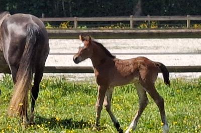 Pac Man de l'Aumoy - Looping EPDJ et Ladybug