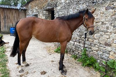 LA BARONE COLICHERIE