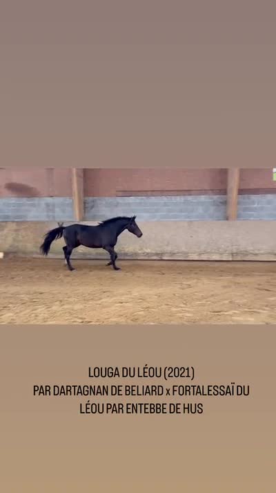LOUGA DU LEOU