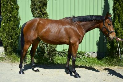 LOUSTIC DU VINNEBUS