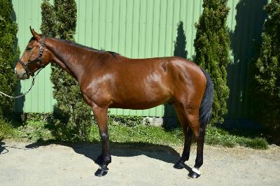 LOUSTIC DU VINNEBUS