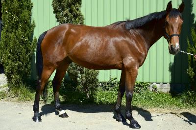 LOUSTIC DU VINNEBUS