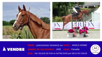 LENCANTADA TENAREZE AA