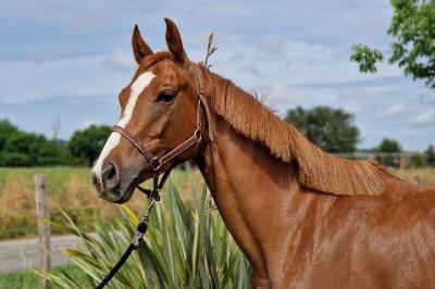 LENCANTADA TENAREZE AA