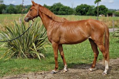 LENCANTADA TENAREZE AA