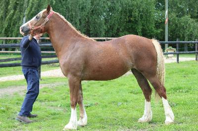 Golden Princess du Gui Nel