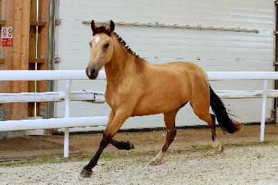 LIBERTYBREIZH GRAFFAN