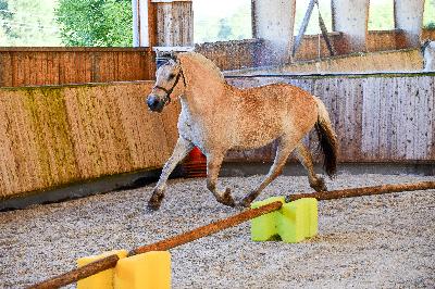 Meddle - Rég. Fjord 2025