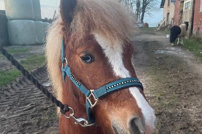 MYLORD DUPETIT CHENE