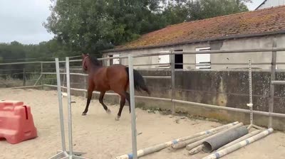 MOONWALK BELEBAT