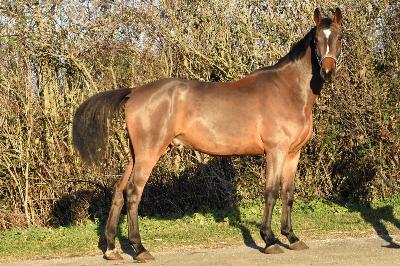 MONARK DU CHARMEUX II