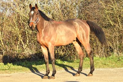 MONARK DU CHARMEUX II