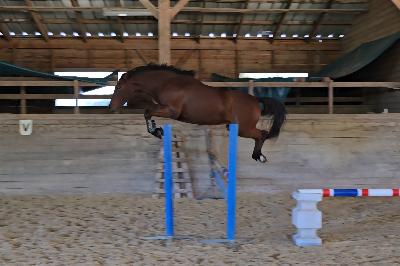 MIMINOU DES CHABANNES