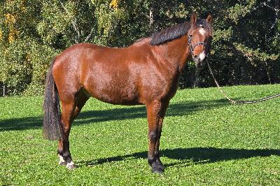 MIMINOU DES CHABANNES