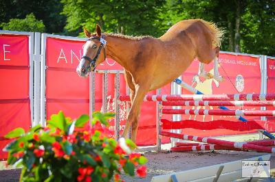 MYOSIS DE LA GIRVARIE