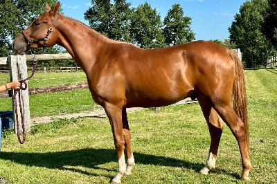 SALLAZ MAESTRO&#039;LMO