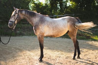 MAGIC BAMBI DES ECLA