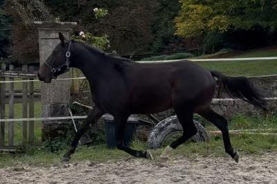 MAXIMUS DE CHAMFIGNE