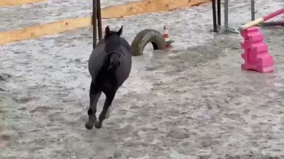 MAXIMUS DE CHAMFIGNE