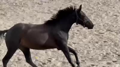 MAXIMUS DE CHAMFIGNE