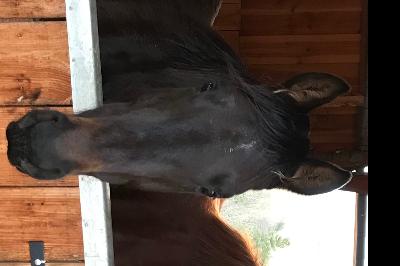 MAXIMUS DE CHAMFIGNE