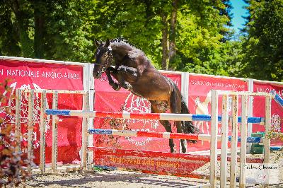 MON PETIT PONEY